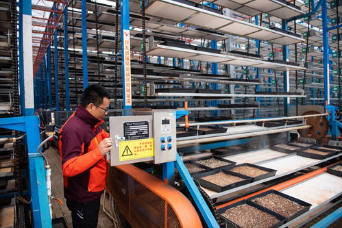 湖南江南生態農業科技開發負責人薛永強 苗床調試與現代農業租賃服務